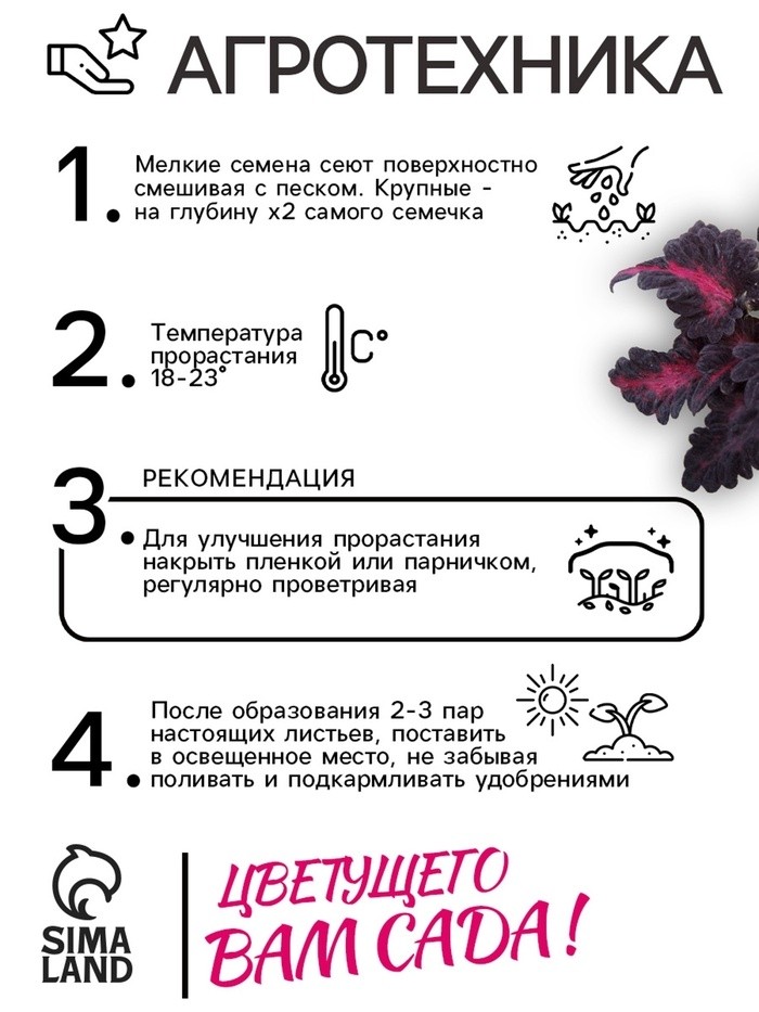 Семена цветов Колеус "Черный дракон" F1, О, 10 шт