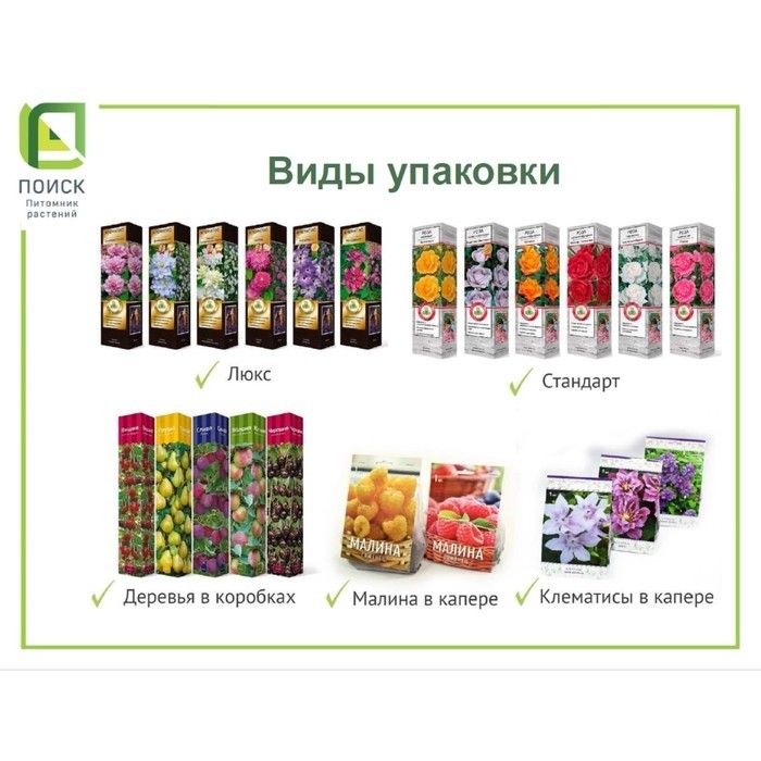 Саженец Можжевельник скальный «Мунглоу» , Р9, 1 шт., h=3-20 см