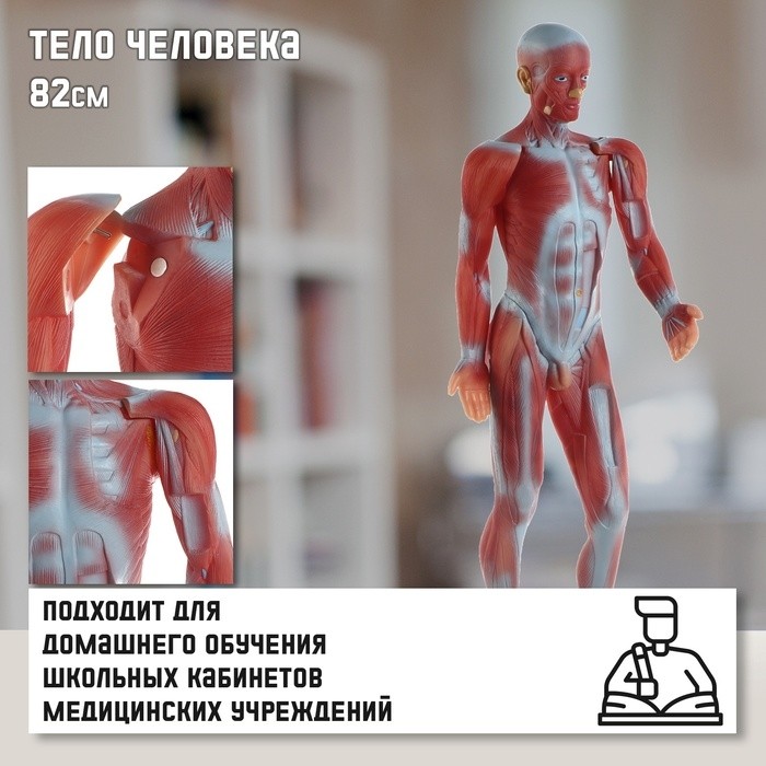 Анатомическая модель «Макет мышц тела человека», 82 см