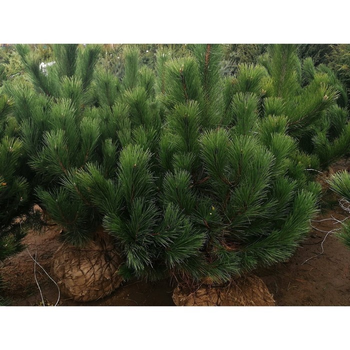 Саженец Сосна черная, Р9, 1 шт., h=3-20 см