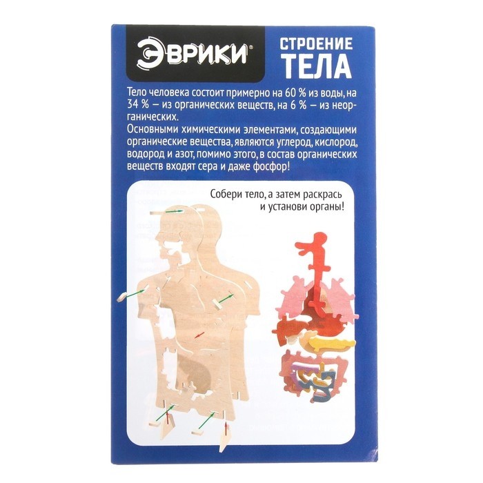 Набор для опытов «Строение тела», 24 элемента